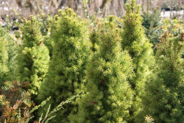 picea glauca conica