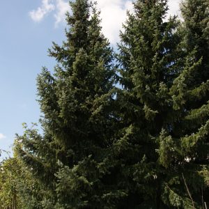 picea omorika