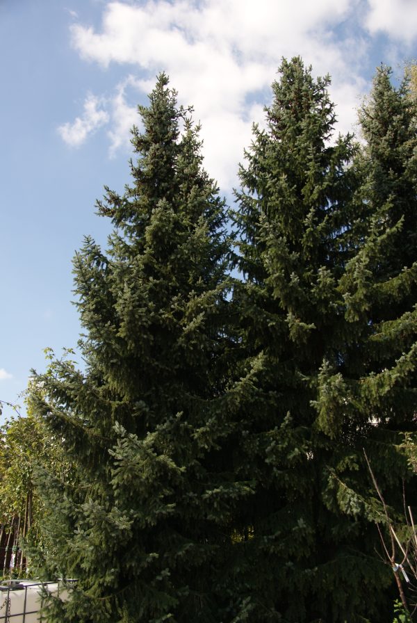 picea omorika