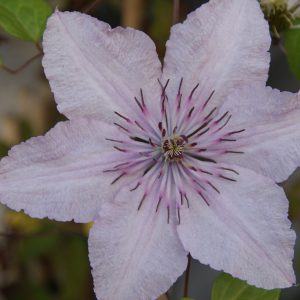 clematis piiluu