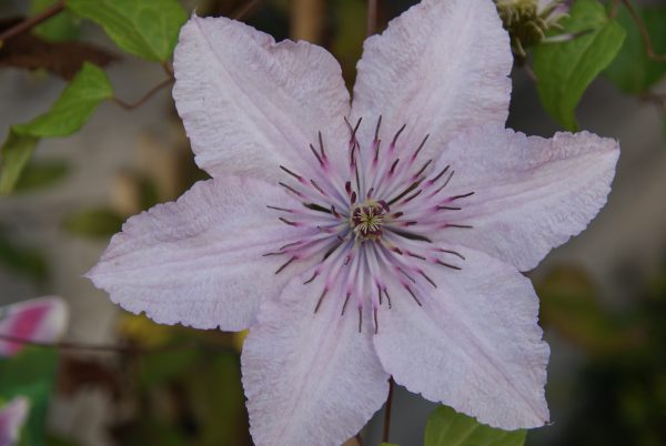 clematis piiluu