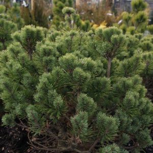 pinus mugo mini mops