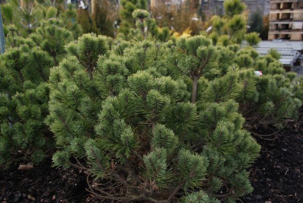 pinus mugo mini mops