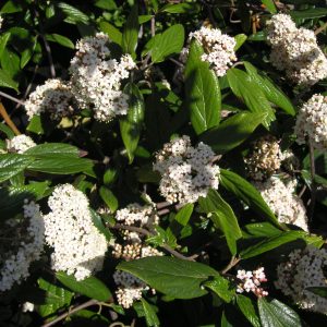 viburnum pragense