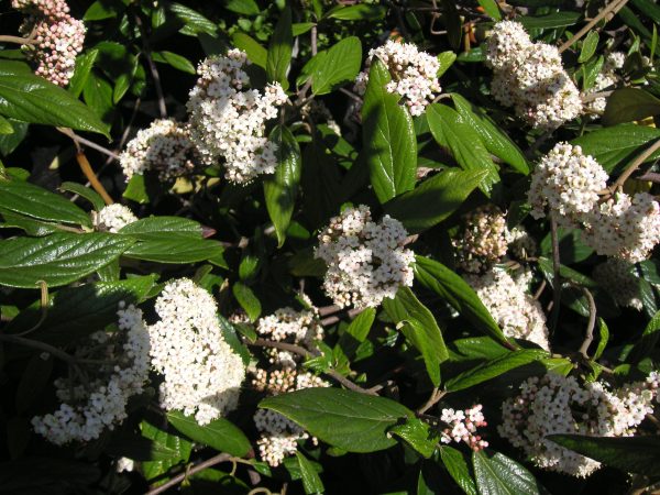 viburnum pragense