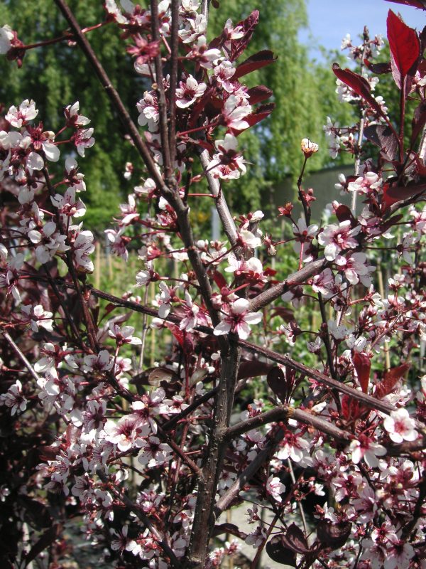 prunus cistern