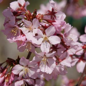 prunus kurliliensis ruby