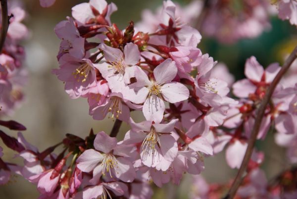 prunus kurliliensis ruby