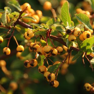 pyracantha soleil d or