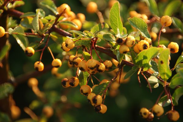 pyracantha soleil d or