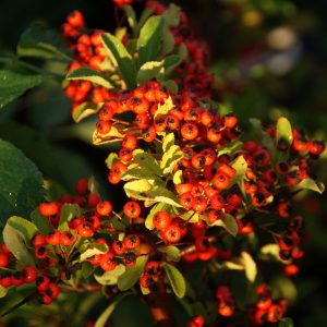 pyracantha red column