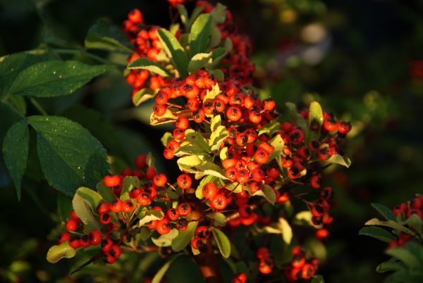 pyracantha red column