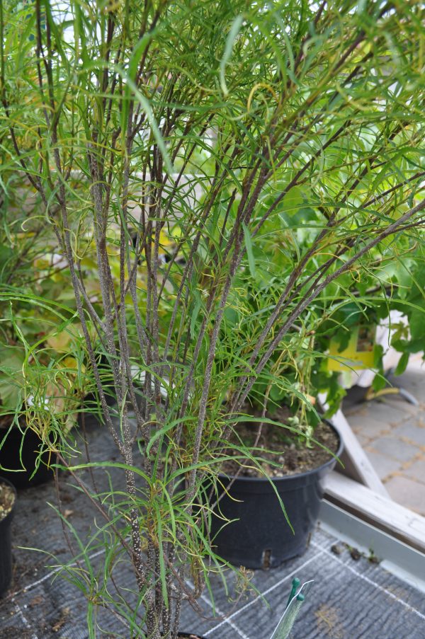 frangula Alnus fine line
