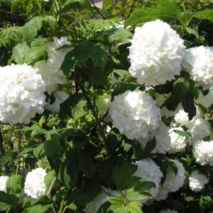 viburnum oculus rose