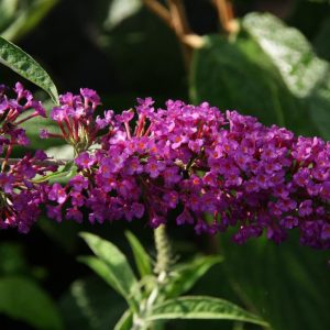 buddleja royal red