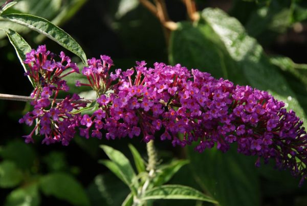 buddleja royal red