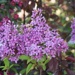 syringa chinensis saugeana