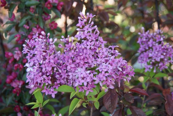 syringa chinensis saugeana