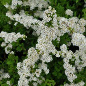 spiraea japonica snowmound