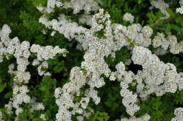 spiraea japonica snowmound