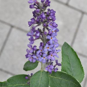 buddleja blue heaven