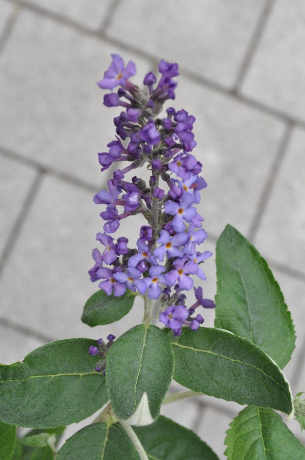 buddleja blue heaven