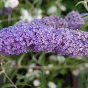 buddleja davidii nanho blue