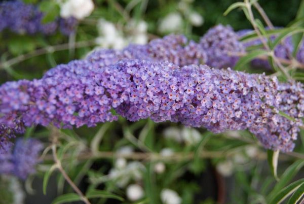 buddleja davidii nanho blue