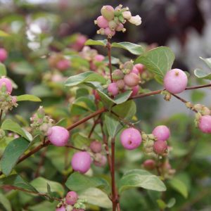 symphoricarpos doorenbosii amethyst