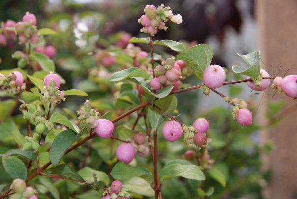 symphoricarpos doorenbosii amethyst