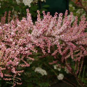 tamarix ramosissima pink cascade