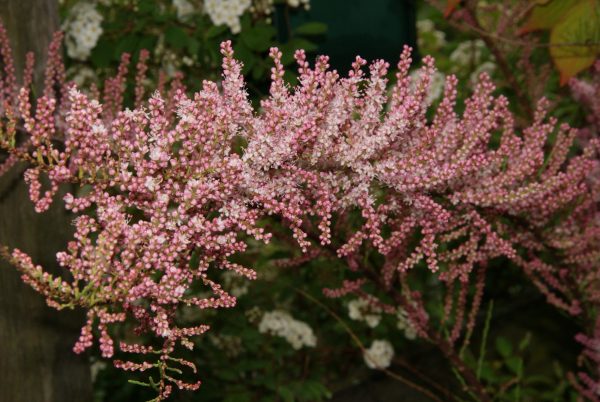 tamarix ramosissima pink cascade