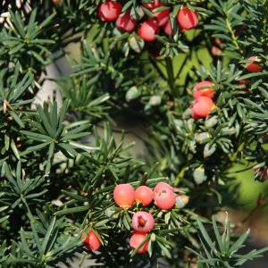 taxus media hicksii