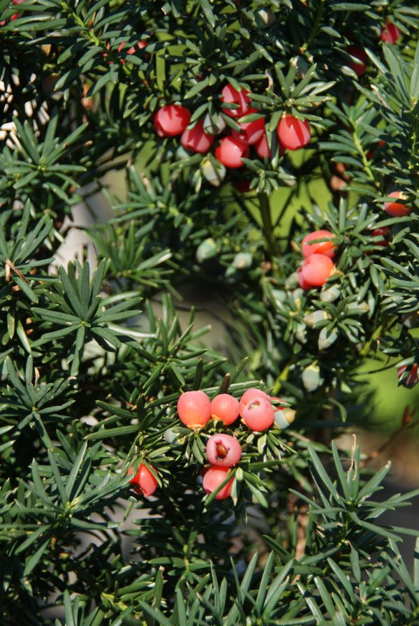 taxus media hicksii