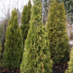 thuja occidentalis smaragd