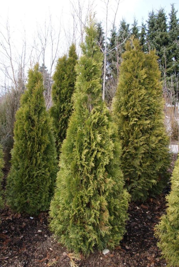thuja occidentalis smaragd