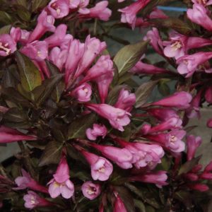 weigela florida Alexandra