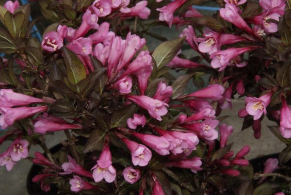 weigela florida Alexandra