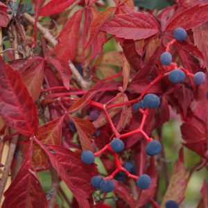 parthenocissus tricuspidata