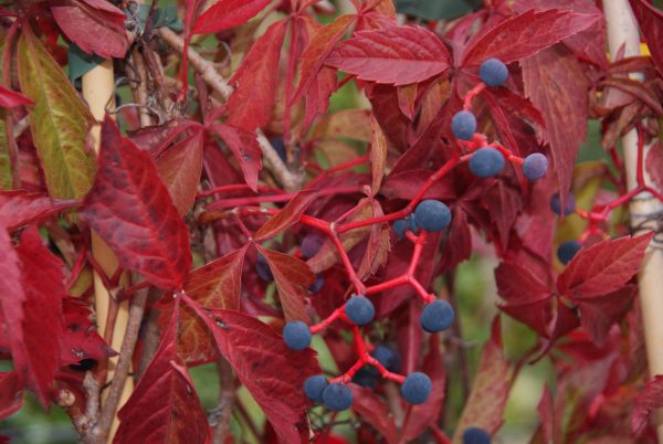 parthenocissus tricuspidata