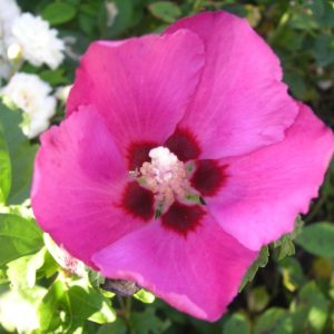 hibiscus Woodbridge