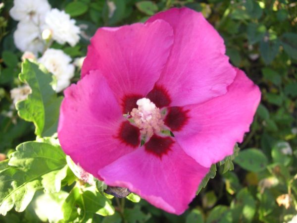 hibiscus Woodbridge