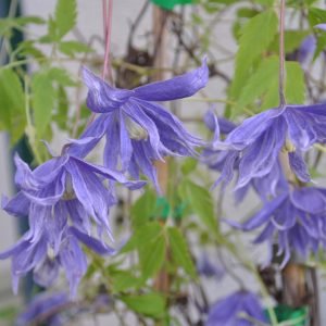 clematis alpina