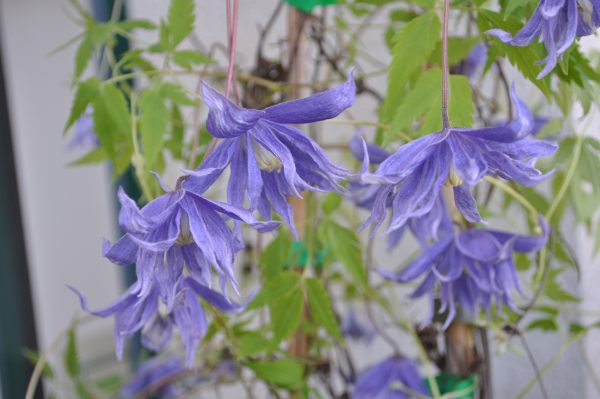 clematis alpina