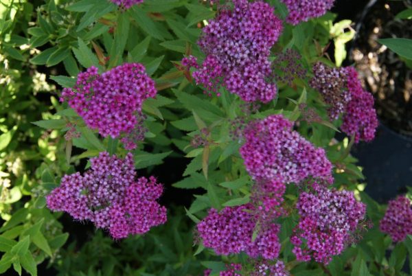 spiraea Anthony waterer