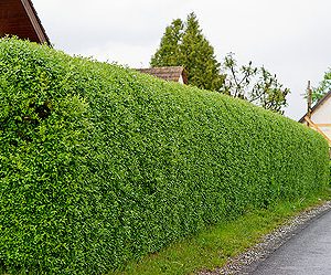 ligustrum vulgare atrovirens