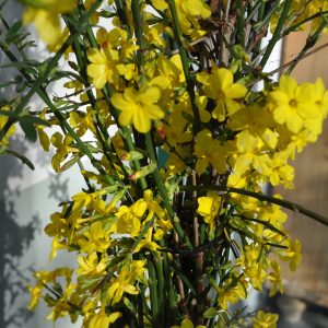 jasminum nudiflorum