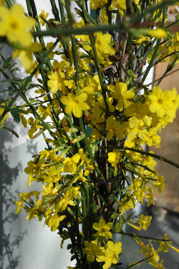 jasminum nudiflorum