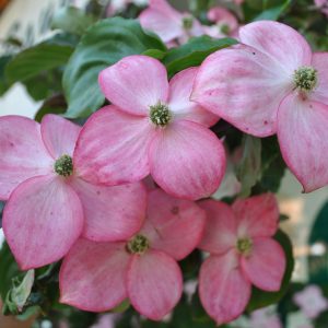 cornus kousa satomi