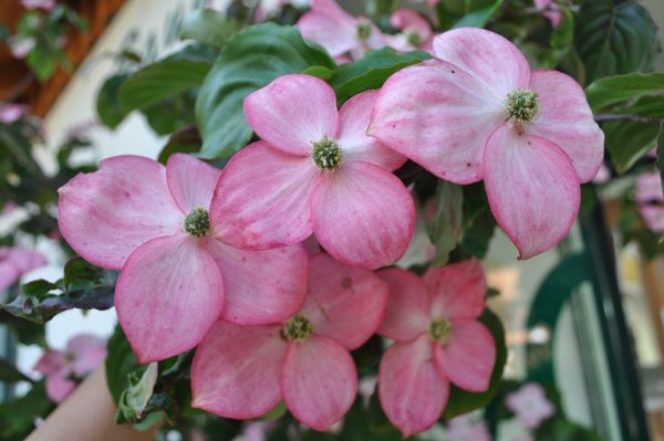 cornus kousa satomi